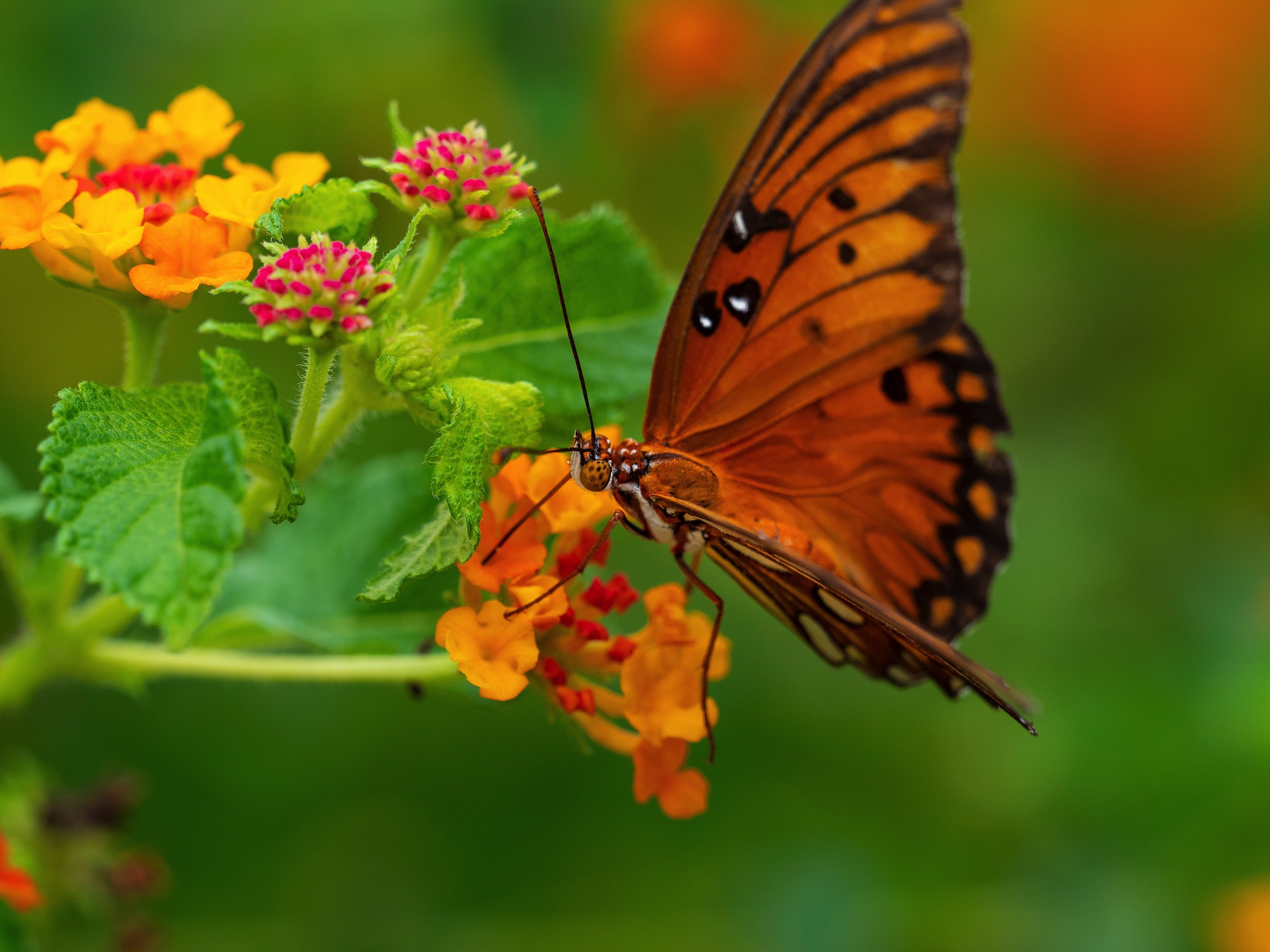 photo of a butterfly on a flower